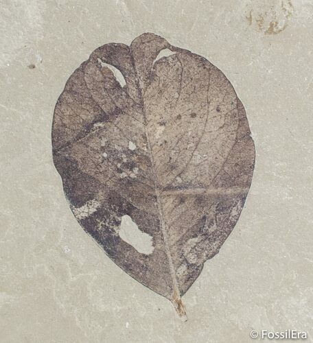 Beautifully Detailed Fossil Legume Leaf From Utah #3102